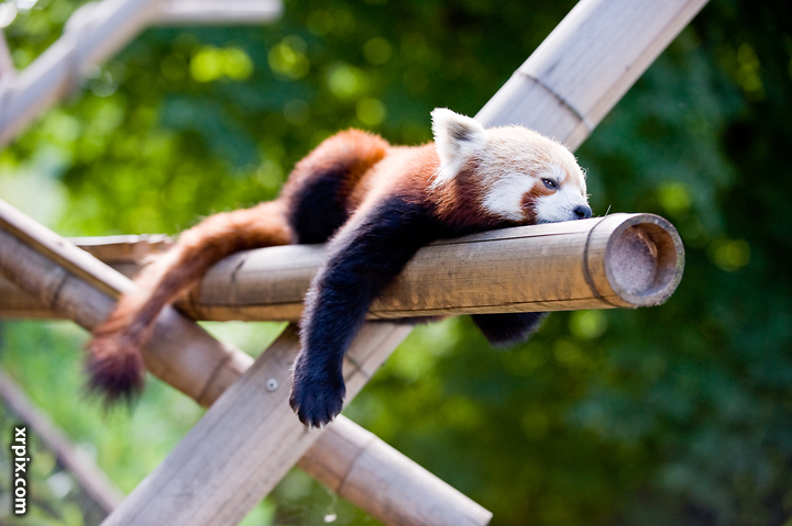 Firefox