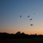 A kite patrol