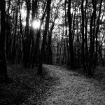 A walk in the woods