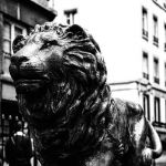A lion in Lyon