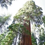 Sequoia tree