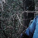 Climbing Trees