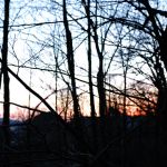 Sunset Through the Branches