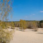 Panoramic view at Fontainebleau forest