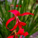 Gracefull flower