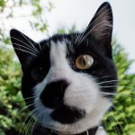 Oh nose!