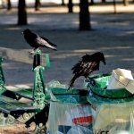 The common raven (Corvus corax)