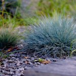 Weeds