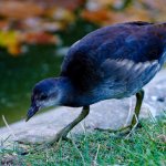 long legged bird
