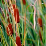 Reeds