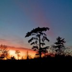 sunset silhouettes