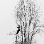 In The Trees