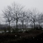 Snow Flakes