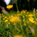 An afternoon on the grass