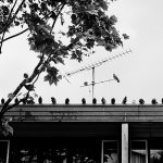 Lined up