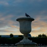 pigeon