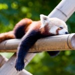 Firefox
