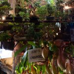 Plantes Carnivores