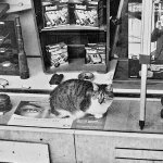 Cat in the shop
