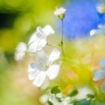Tites Fleurs